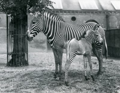 Una zebra imperiale di Grevy in pericolo, in piedi con il suo puledro di 4 giorni, nel loro recinto allo Zoo di Londra nell