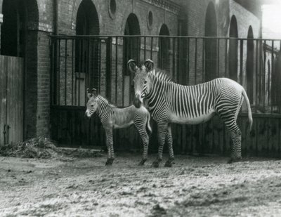 Una zebra imperiale di Grevy in pericolo, in piedi con il suo puledro di 4 giorni, nel loro recinto allo Zoo di Londra nell