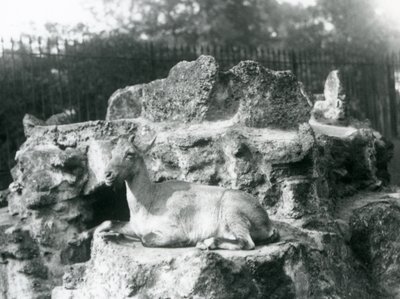 Un ibex himalayano che riposa su una sporgenza rocciosa allo zoo di Londra, agosto 1927 da Frederick William Bond