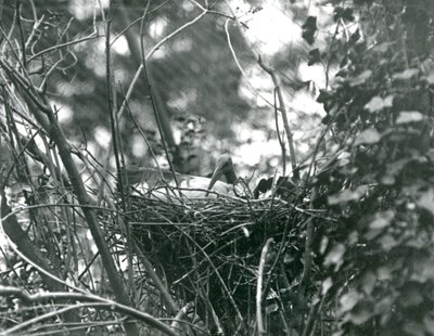 Un ibis seduto sul suo nido allo Zoo di Londra nel 1924 da Frederick William Bond