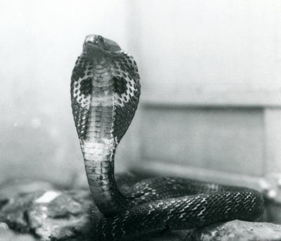 Un cobra indiano con testa sollevata e cappuccio allargato, Zoo di Londra, ottobre 1925 da Frederick William Bond