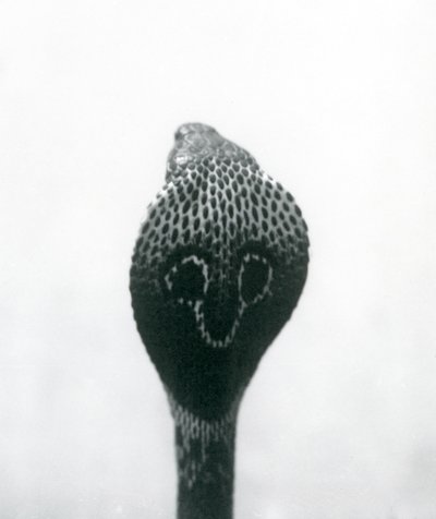 Un cobra indiano con testa sollevata e cappuccio allargato, Zoo di Londra, ottobre 1925 da Frederick William Bond
