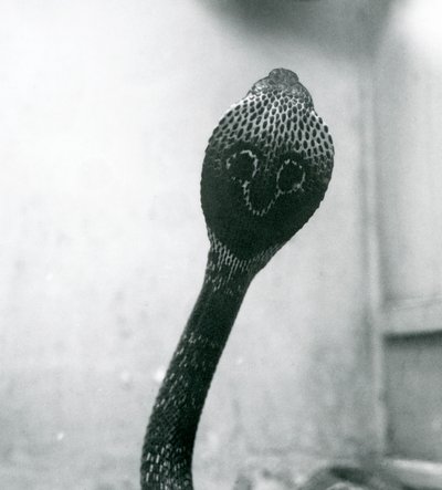 Un cobra indiano con testa sollevata e cappuccio allargato, Zoo di Londra, ottobre 1925 da Frederick William Bond