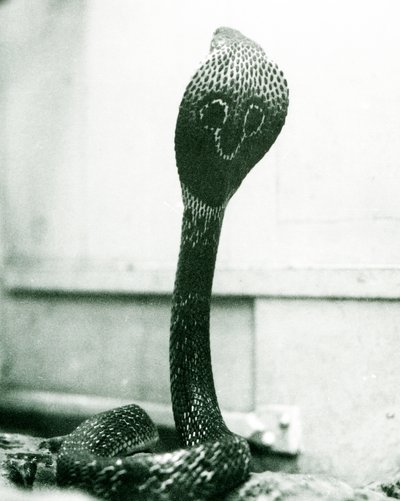 Un cobra indiano con testa sollevata e cappuccio allargato, Zoo di Londra, ottobre 1925 da Frederick William Bond