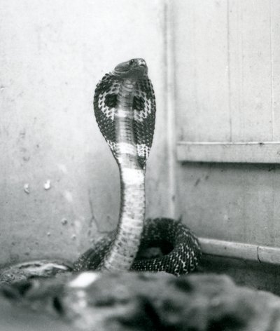 Un cobra indiano con testa sollevata e cappuccio allargato, Zoo di Londra, ottobre 1925 da Frederick William Bond