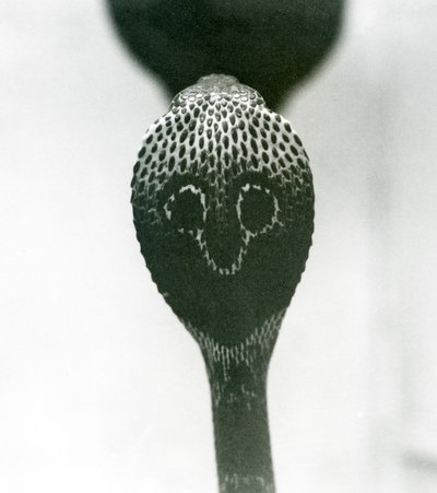 Un cobra indiano con testa sollevata e cappuccio allargato, Zoo di Londra, ottobre 1925 da Frederick William Bond