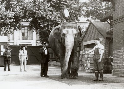 Un elefante indiano pesato dai custodi allo zoo di Londra, agosto 1935 da Frederick William Bond