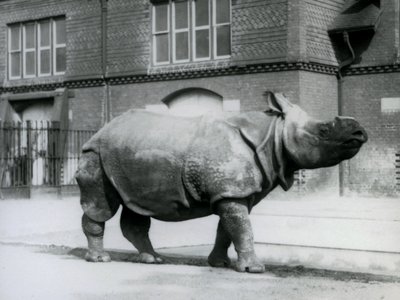 Un rinoceronte indiano allo Zoo di Londra, 1927 da Frederick William Bond