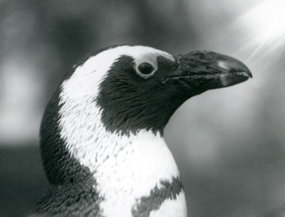 Un pinguino africano dai piedi neri adulto allo Zoo di Londra, settembre 1925 da Frederick William Bond