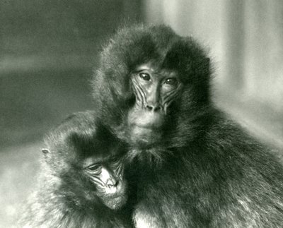 Un adulto e un giovane gelada allo Zoo di Londra nel gennaio 1925 da Frederick William Bond