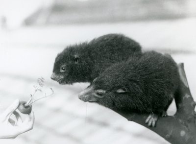 Un adulto e un giovane irace degli alberi occidentale seduti su un ramo e piegati verso una cima di carota tenuta per loro da mangiare, Zoo di Londra da Frederick William Bond