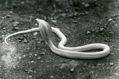 Un cobra albino indiano con la testa sollevata e il cappuccio aperto, Zoo di Londra, settembre 1924 da Frederick William Bond