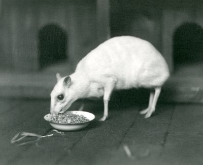 Un chevrotain albino di Giava che mangia da una ciotola allo Zoo di Londra nel 1926 da Frederick William Bond