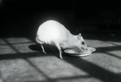 Un chevrotain albino che mangia da un piatto, Zoo di Londra, dicembre 1926 da Frederick William Bond