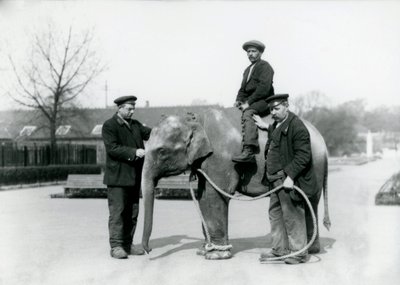 Un elefante indiano con i guardiani A. Church e H. Robertson allo Zoo di Londra, giugno 1922 da Frederick William Bond