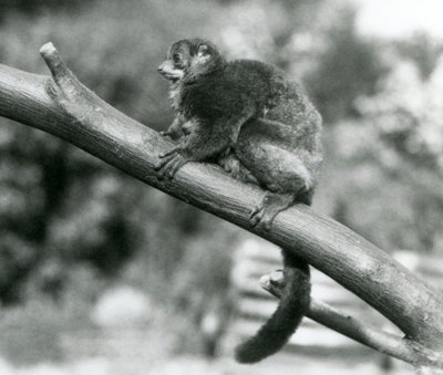 Un lemure gigante di Coquerel in via di estinzione/lemure nano di Coquerel/lemure gigante meridionale, che riposa su un ramo allo zoo di Londra, ottobre 1929 (foto in b/n) da Frederick William Bond