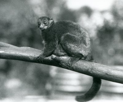 Un lemure gigante di Coquerel in via di estinzione, che riposa su un ramo allo Zoo di Londra, ottobre 1929 (foto in bianco e nero) da Frederick William Bond