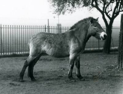 Un cavallo selvatico di Przewalski in via di estinzione nel suo recinto allo Zoo di Londra, ottobre 1927 da Frederick William Bond