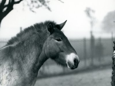 Un cavallo selvatico di Przewalski in via di estinzione nel suo recinto allo Zoo di Londra, ottobre 1927 da Frederick William Bond