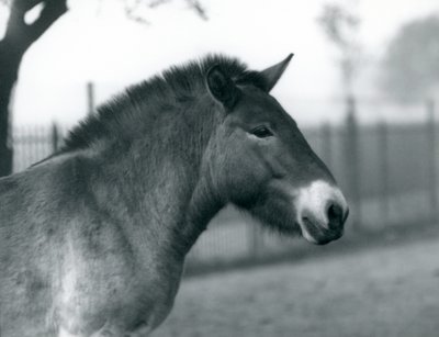 Un cavallo selvatico di Przewalski in via di estinzione nel suo recinto allo Zoo di Londra, ottobre 1927 da Frederick William Bond