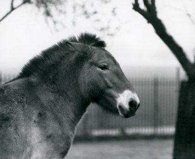 Un cavallo selvatico di Przewalski in via di estinzione nel suo recinto allo Zoo di Londra, ottobre 1927 da Frederick William Bond