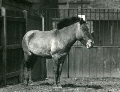 Un cavallo selvatico di Przewalski in pericolo di estinzione nel suo recinto allo Zoo di Londra nel 1927 da Frederick William Bond