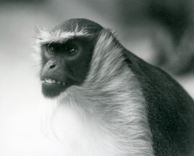 Una scimmia Roloway in pericolo allo Zoo di Londra, 1927 da Frederick William Bond