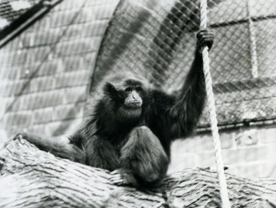 Un gibbone siamango in pericolo di estinzione seduto su un tronco, tenendo una corda, Zoo di Londra, 1927 da Frederick William Bond