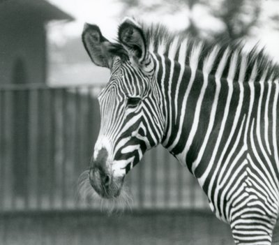 Una femmina di zebra di Grevy in pericolo, Zoo di Londra, luglio 1926 (foto in b/n) da Frederick William Bond