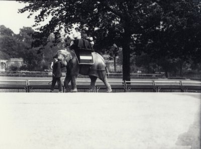 Elefante asiatico 
