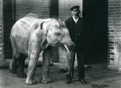 Elefante asiatico con il custode Charles Eyles, Zoo di Londra, novembre 1915 da Frederick William Bond
