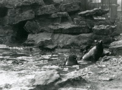 Leoni marini della California con ghiaccio nella loro piscina, Zoo di Londra da Frederick William Bond
