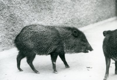 Pecari collare allo Zoo di Londra, 1927 da Frederick William Bond