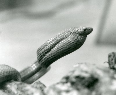 Serpente mangiauova allo zoo di Londra nel 1930 da Frederick William Bond