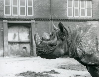 Eliza, una femmina di Rinoceronte Nero, London Zoo da Frederick William Bond