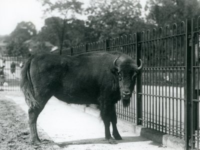 Bisonte europeo Georgina alle sbarre del suo recinto, Zoo di Londra, 12 agosto 1926 da Frederick William Bond