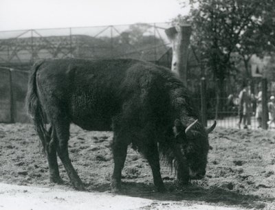 Bisonte europeo Julia che mangia l