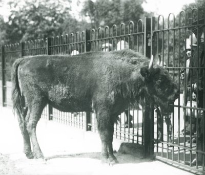 Bisonte europeo 