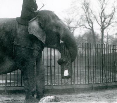 Elefante asiatico femmina, 