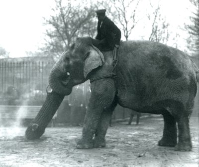 Elefante asiatico femmina, 