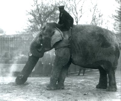 Elefante asiatico femmina, Indiarani, che sposta legname con la proboscide, mentre il suo custode è seduto sulla sua schiena e la dirige, London Zoo, 1925 da Frederick William Bond