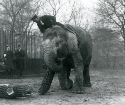 Elefante Asiatico Femmina, Indiarani, che sposta legname con la proboscide, mentre il suo custode è seduto sulla sua schiena e la dirige e altre due persone osservano, Zoo di Londra, 1925 da Frederick William Bond