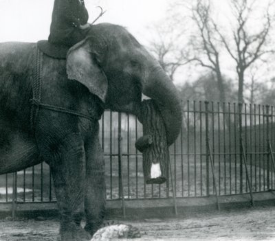 Elefante Asiatico Femmina, Indiarani, che sposta legname con la proboscide, mentre il suo custode è seduto sulla sua schiena e la dirige, Zoo di Londra, 1925 da Frederick William Bond