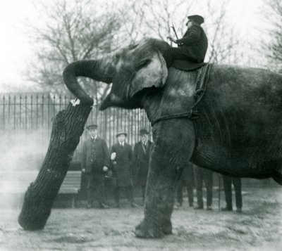 Elefante asiatico femmina, Indiarani, che sposta legname con la proboscide, mentre il suo guardiano è seduto sulla sua schiena a dirigerla, Zoo di Londra, 1925 da Frederick William Bond