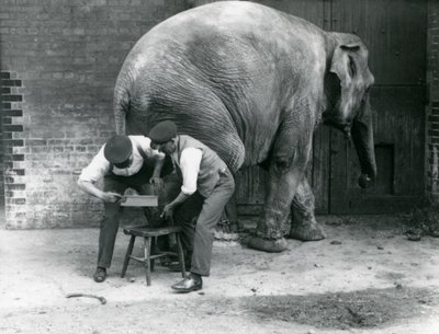 Elefante asiatico femmina Sundermalah che si fa tagliare i piedi dai suoi custodi allo Zoo di Londra, agosto 1926 da Frederick William Bond