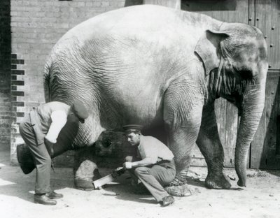 Elefante asiatico femmina Sundermalah che si fa tagliare i piedi dai suoi custodi allo Zoo di Londra, agosto 1926 da Frederick William Bond