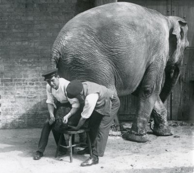 Elefante asiatico femmina che si fa tagliare i piedi dai suoi custodi allo Zoo di Londra, agosto 1926 da Frederick William Bond