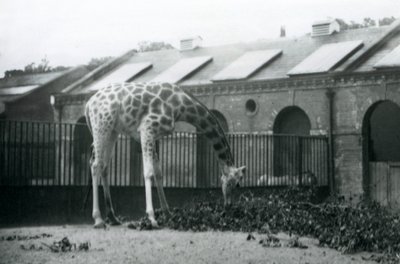 Giraffa femmina, 