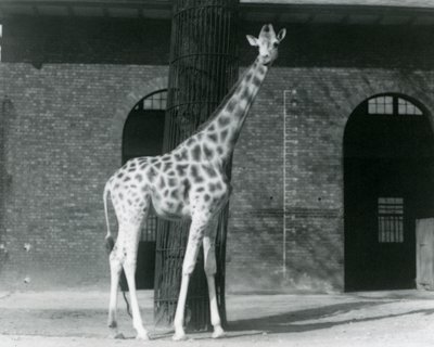 Giraffa femmina, 