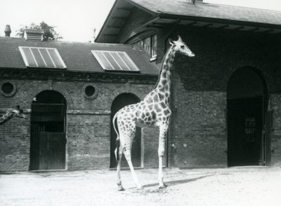 Giraffa femmina, Maud, in piedi nel paddock fuori dalla Casa delle Giraffe, Zoo di Londra, luglio 1925 da Frederick William Bond